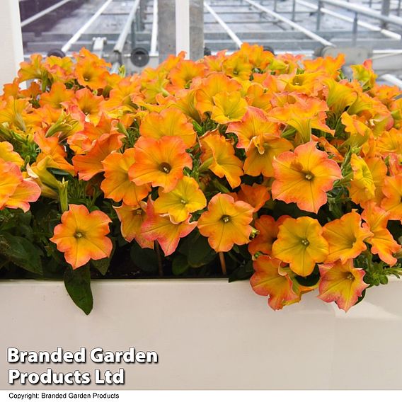 Petunia ‘Crazytunia® Terracotta’