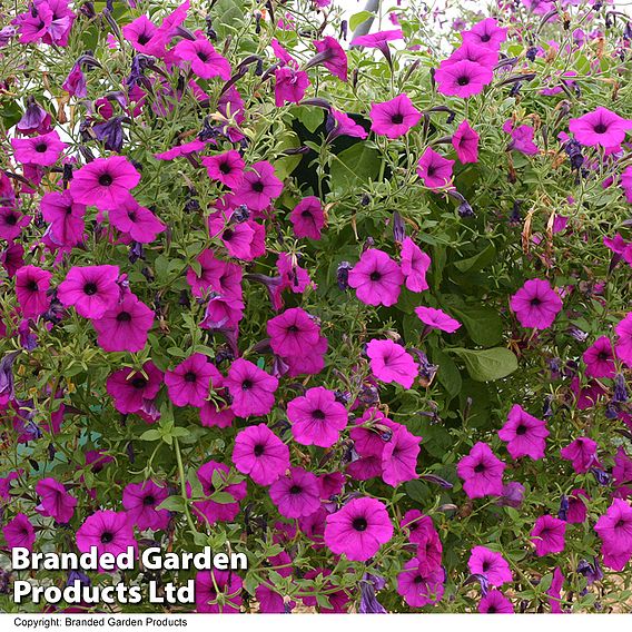 Petunia 'Tickled Pink'