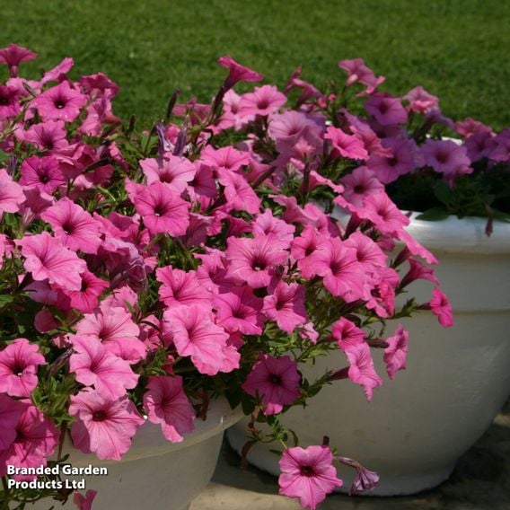 Petunia 'Supertunia Vista® Bubblegum'