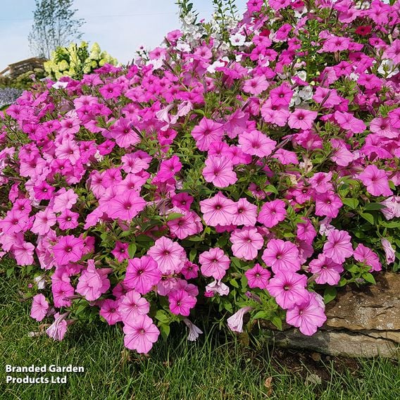 Petunia 'Supertunia Vista® Bubblegum'