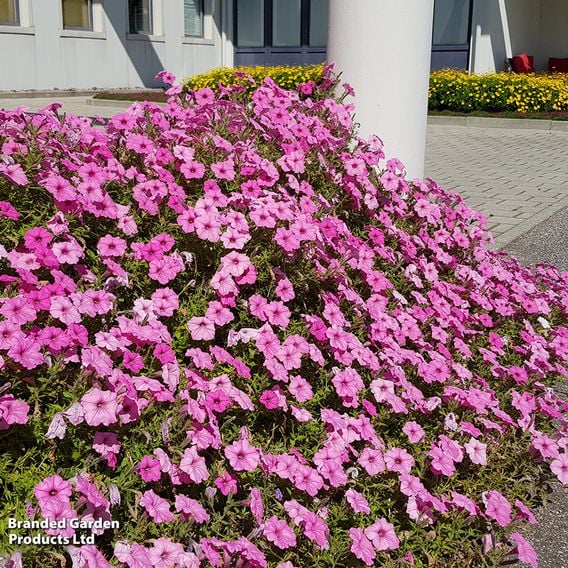 Petunia 'Supertunia Vista® Bubblegum'