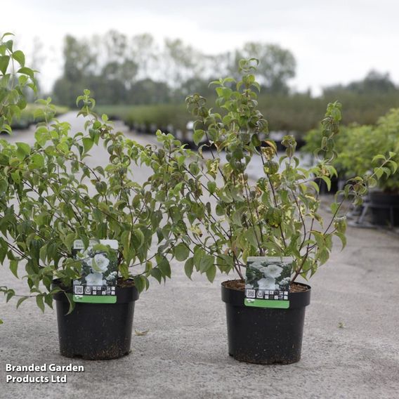 Philadelphus 'Beauclerk'