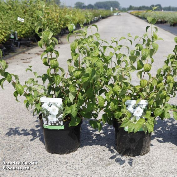 Philadelphus 'Beauclerk'