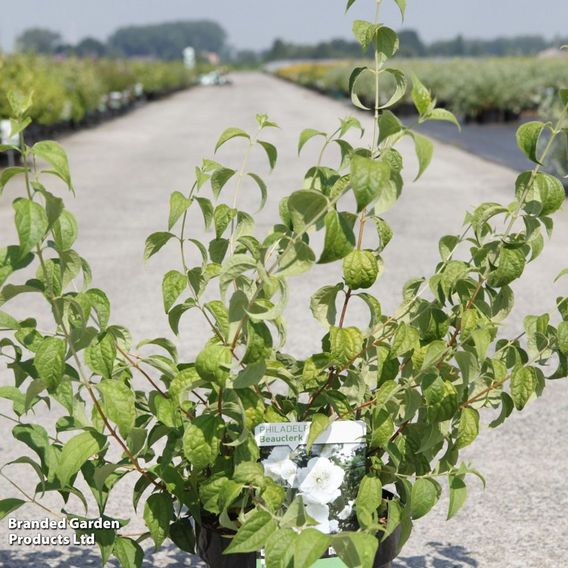 Philadelphus 'Beauclerk'