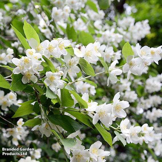Philadelphus coronarius
