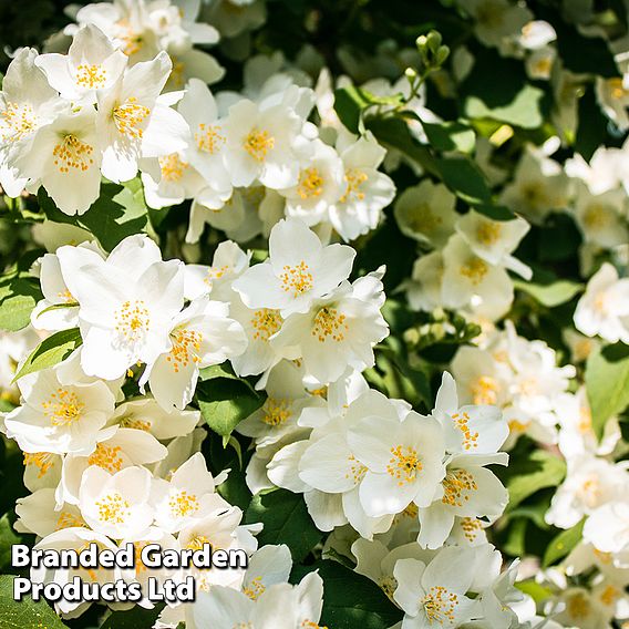 Philadelphus 'Lemoinei'