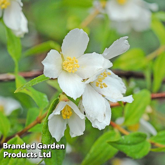 Philadelphus 'Lemoinei'