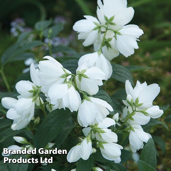 Philadelphus 'Little White Love'