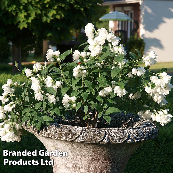 Philadelphus 'Little White Love'