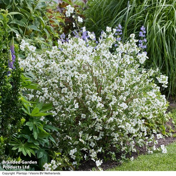 Philadelphus 'Petite Perfume White'