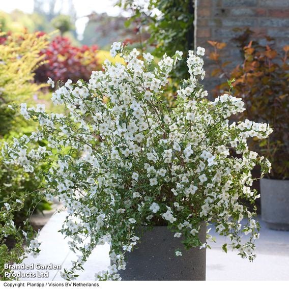 Philadelphus 'Petite Perfume White'