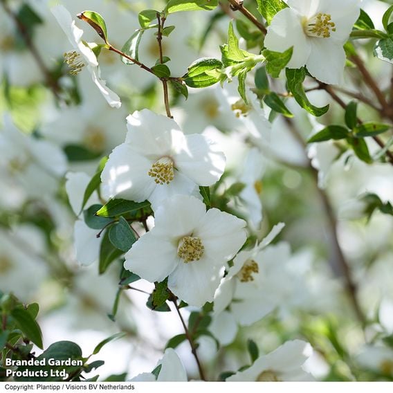 Philadelphus 'Petite Perfume White'