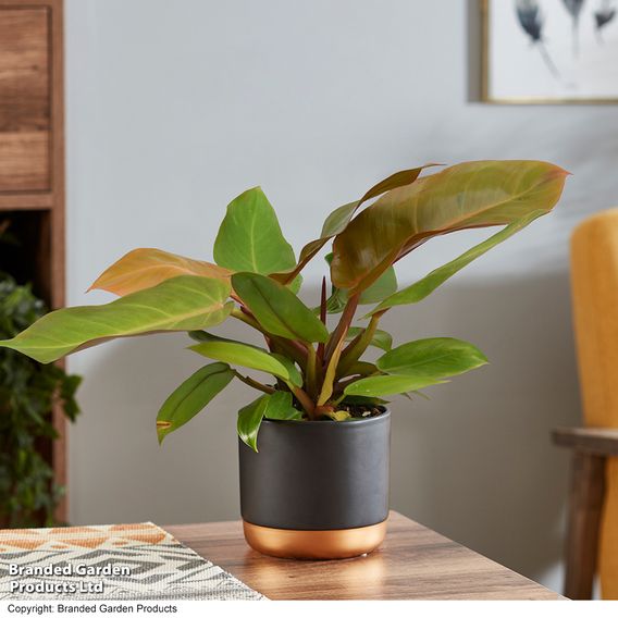 Philodendron 'Prince of Orange'