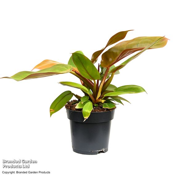Philodendron 'Prince of Orange'