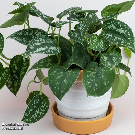 Philodendron scandens 'Pictus'