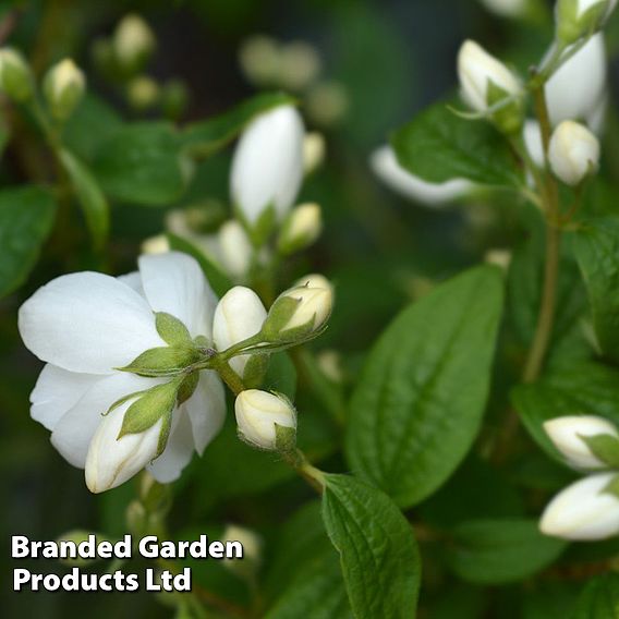 Philadelphus 'Snowbelle'