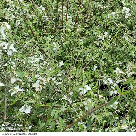Philadelphus maculatus 'Sweet Clare'