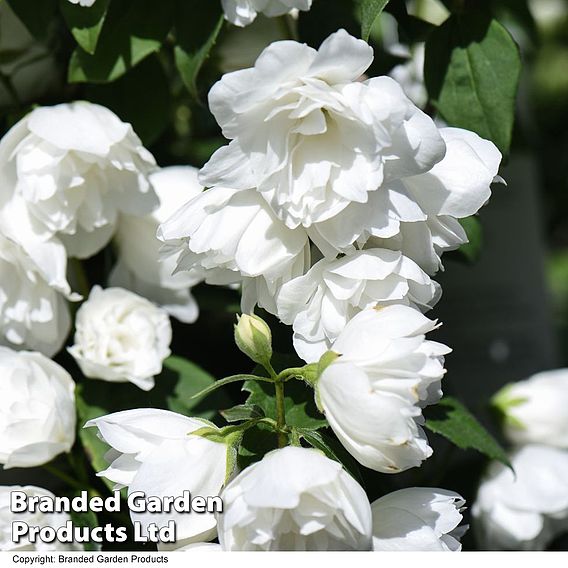 Philadelphus 'Virginal' (Hedging)