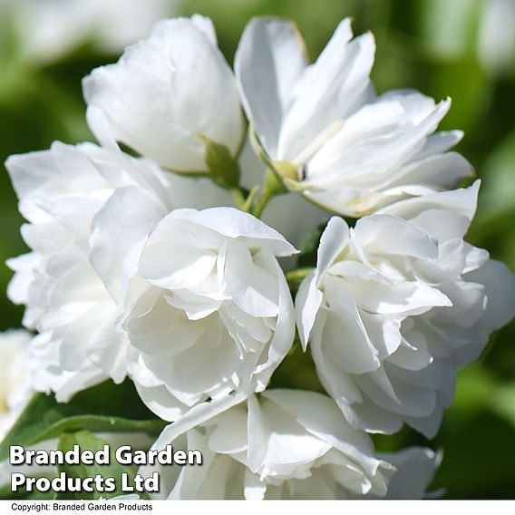 Philadelphus 'Virginal' (Hedging)