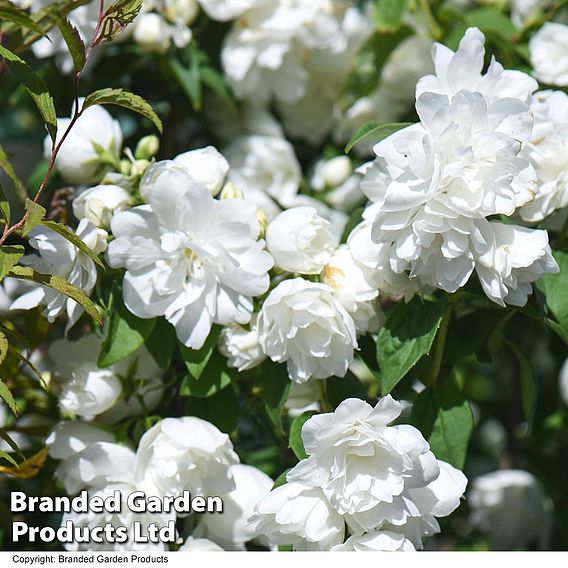 Philadelphus 'Virginal' (Hedging)