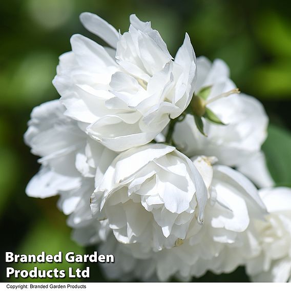 Philadelphus 'Virginal' (Hedging)