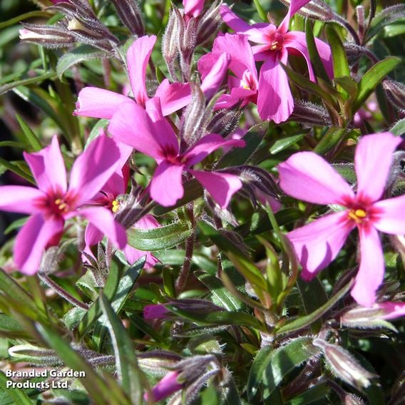 Phlox subulata 'Atropurpurea'