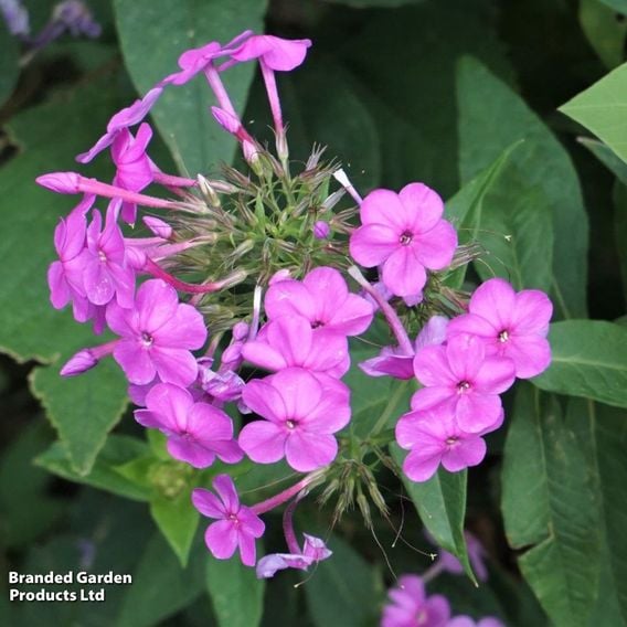 Phlox paniculata 'Blue Boy'