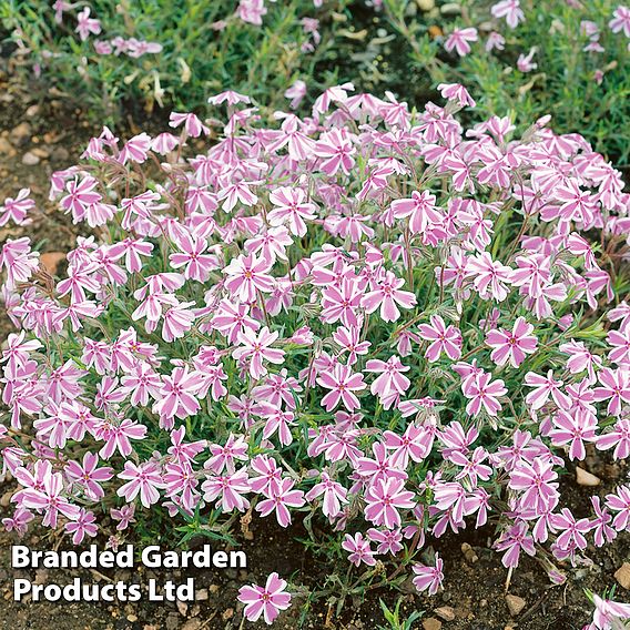 Phlox subulata 'Candy Stripe'