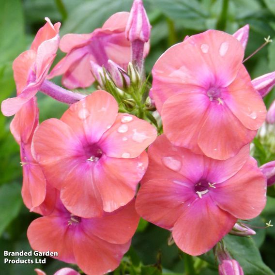 Phlox paniculata 'Coral Flame'