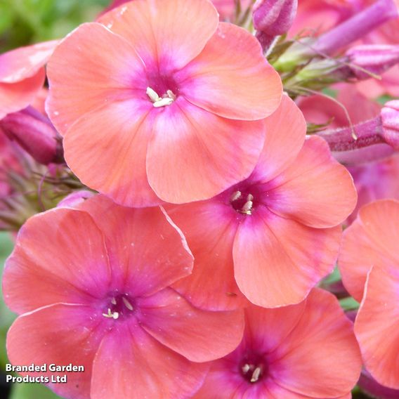 Phlox paniculata 'Coral Flame'