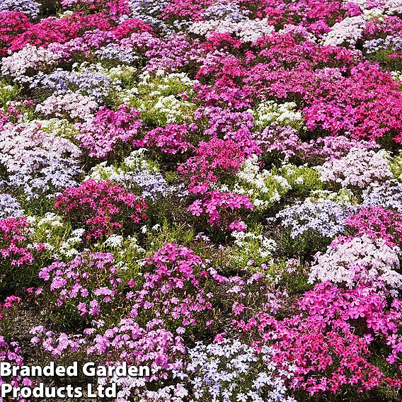 Creeping Phlox Collection