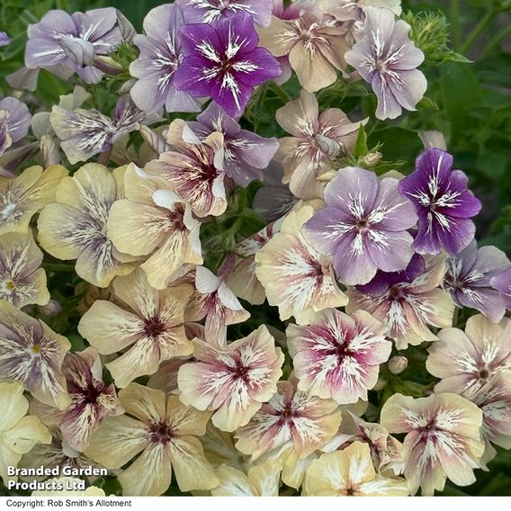 Phlox ‘Crème Brûlée’ - Seeds