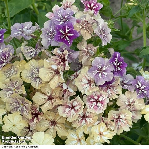 Phlox ‘Crème Brûlée’ - Seeds