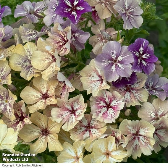 Phlox ‘Crème Brûlée’ - Seeds