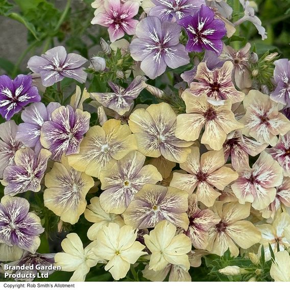 Phlox ‘Crème Brûlée’ - Seeds