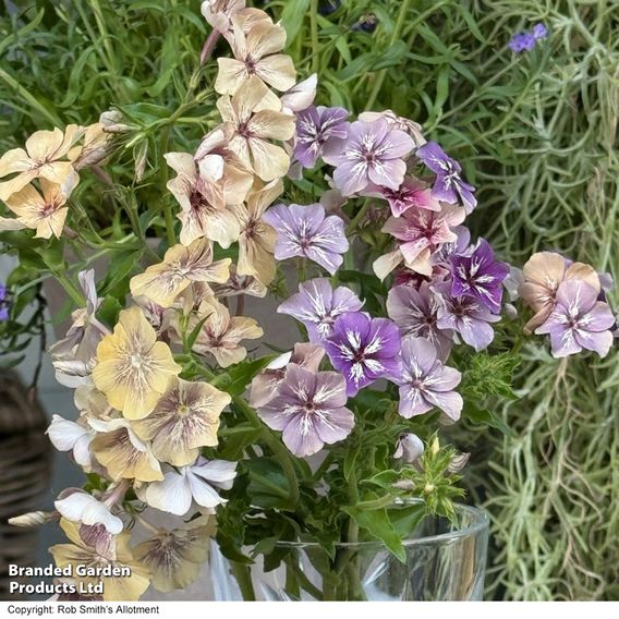Phlox ‘Crème Brûlée’ - Seeds