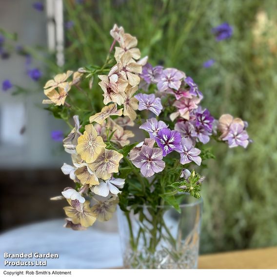 Phlox ‘Crème Brûlée’ - Seeds