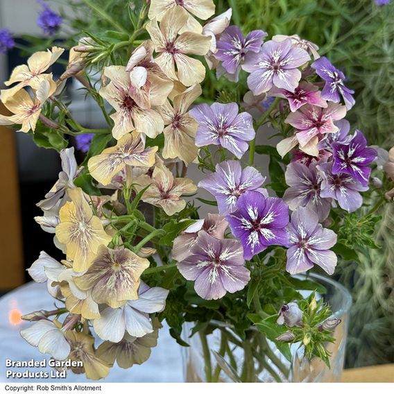 Phlox ‘Crème Brûlée’ - Seeds