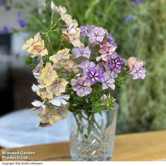 Phlox ‘Crème Brûlée’ - Seeds