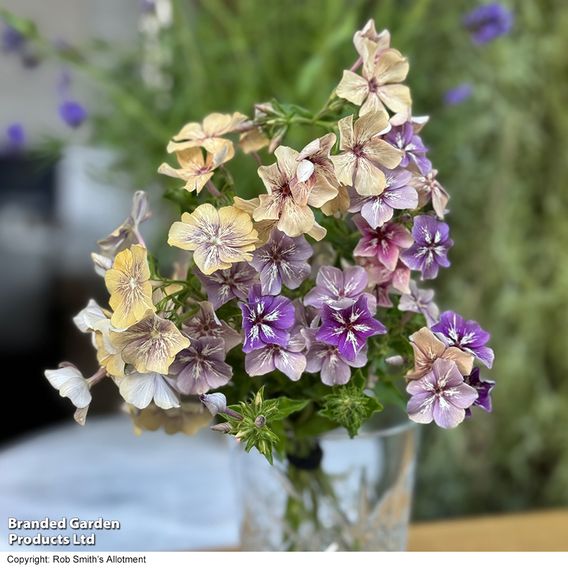 Phlox ‘Crème Brûlée’ - Seeds