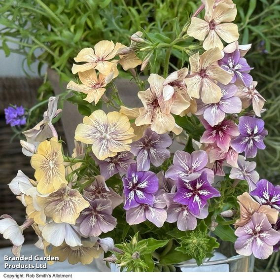 Phlox ‘Crème Brûlée’ - Seeds