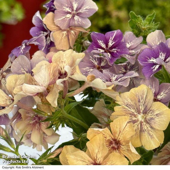 Phlox ‘Crème Brûlée’ - Seeds