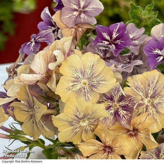 Phlox ‘Crème Brûlée’ - Seeds