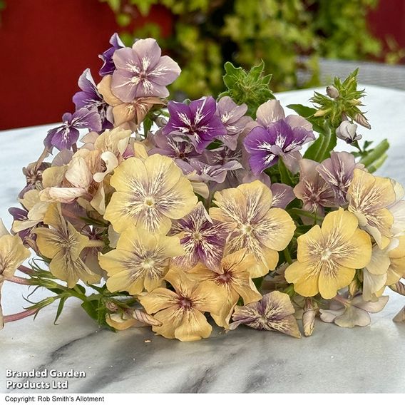 Phlox ‘Crème Brûlée’ - Seeds