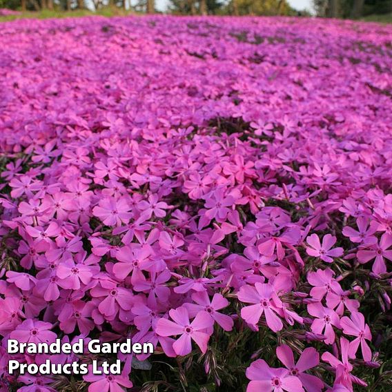 Phlox subulata 'McDaniels Cushion'