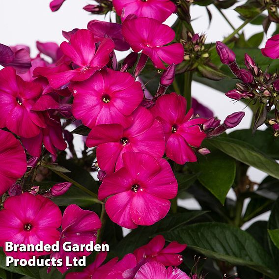 Phlox paniculata 'Famous Magenta'