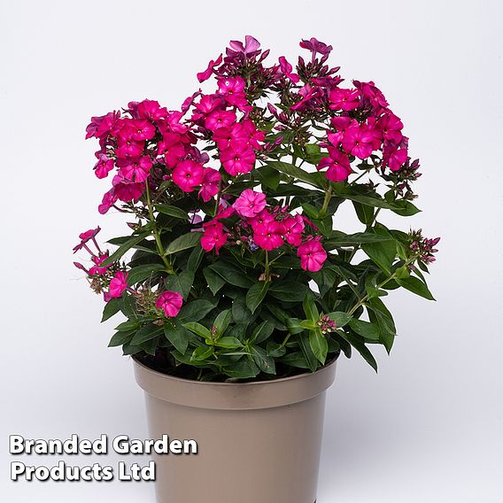 Phlox paniculata 'Famous Magenta'
