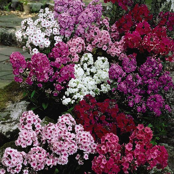 Phlox paniculata 'Fragrant Collection'