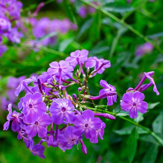 Phlox Fragrant Collection