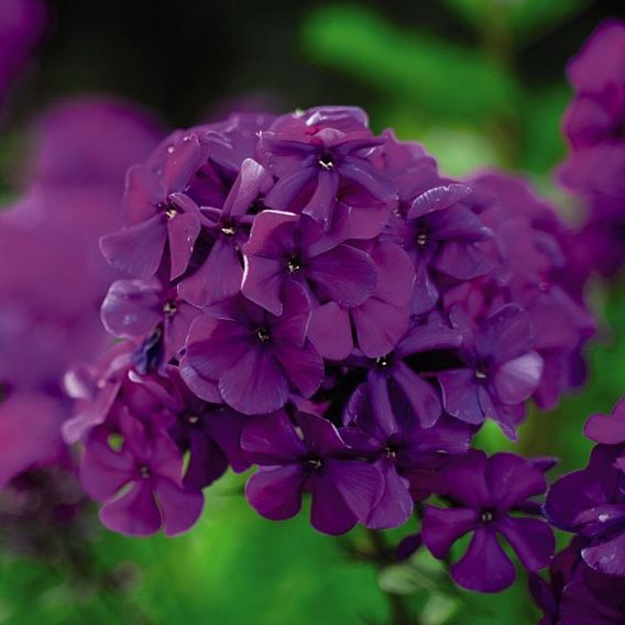 Phlox Fragrant Collection